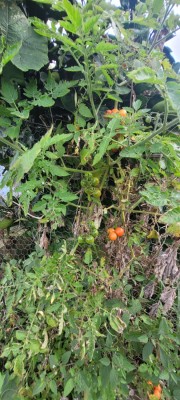 -6a39960519f62.webp