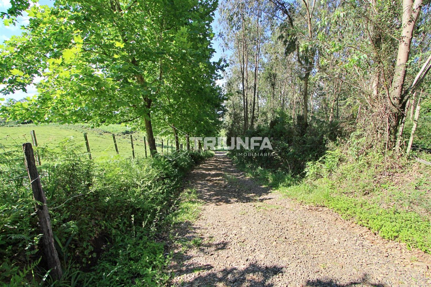 Terreno, à venda, 6.000 m², Vicentina - Farroupilha — foto 5
