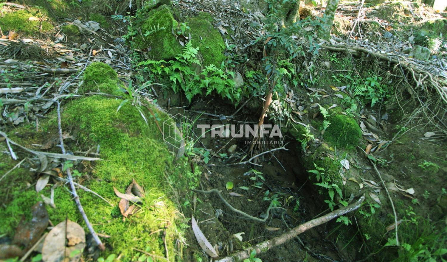 Chácara, à venda, 3.420 m², Linha Ely - Farroupilha — foto 4