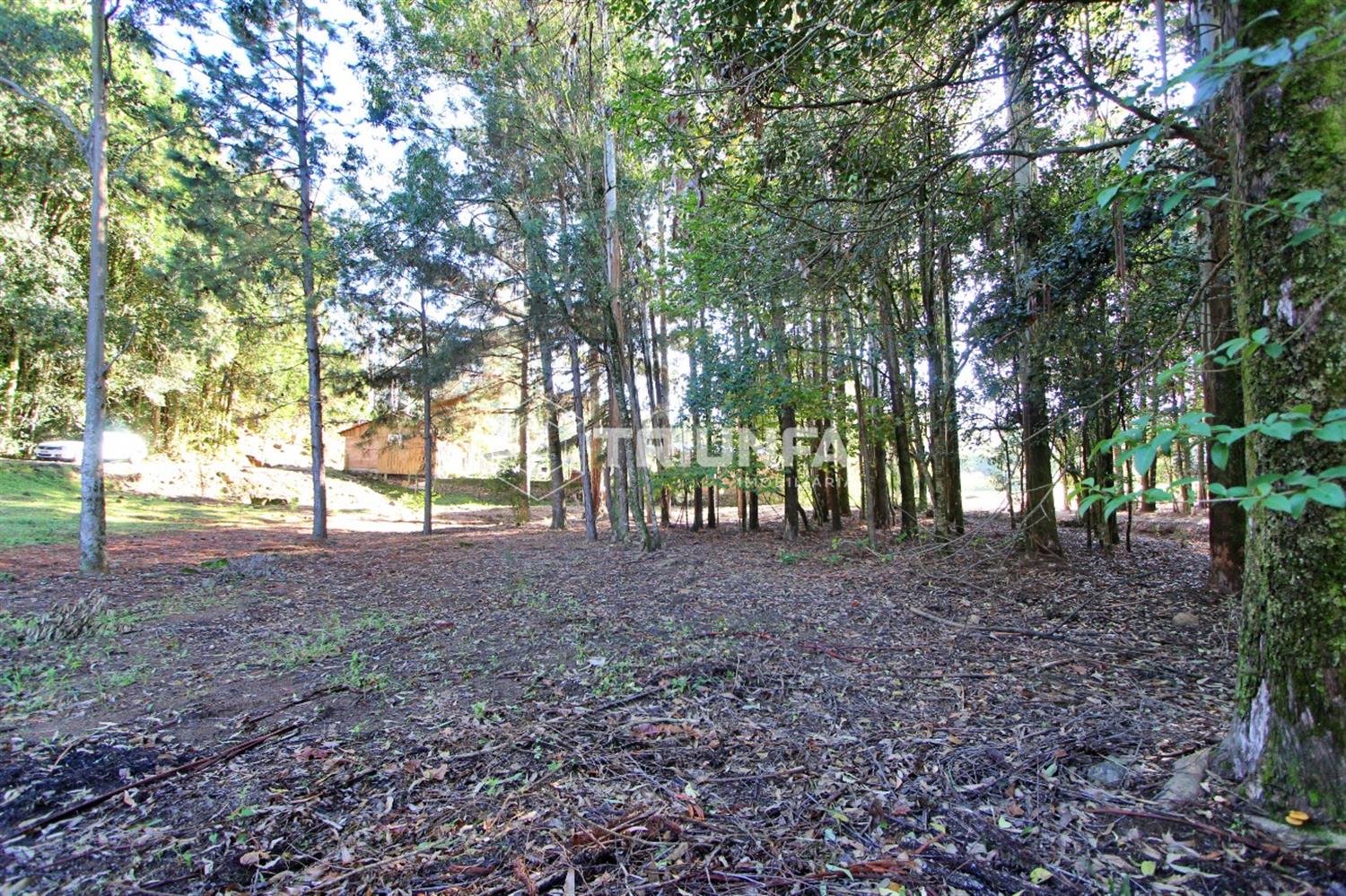 Chácara, à venda, 3.420 m², Linha Ely - Farroupilha — foto 5