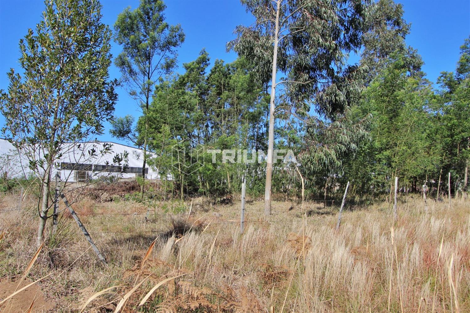 Terreno, à venda, 788 m², São Francisco - Farroupilha — foto 3