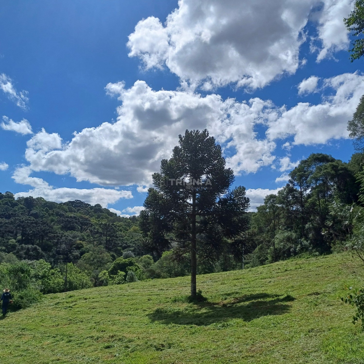 Chácara, à venda, 20.000 m², Santa Lúcia do Piaí - Caxias do Sul — foto 4