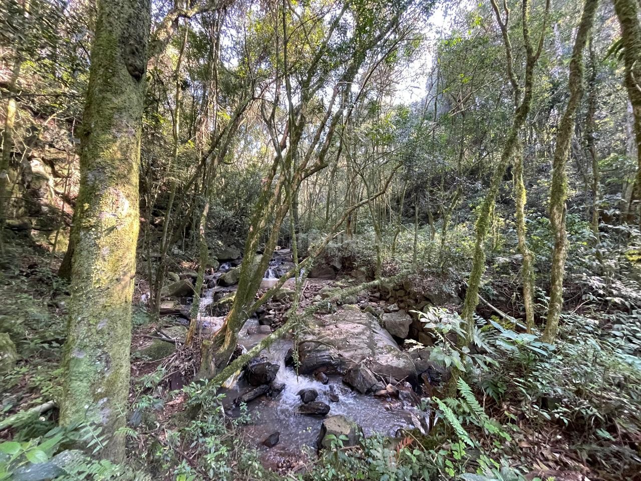 Venda de Área de Terra em Farroupilha - Linha Silvestrin