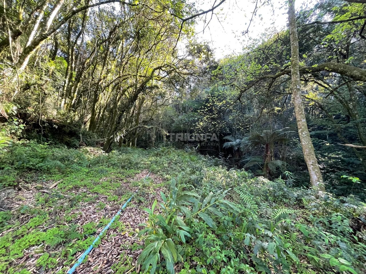 Terreno, à venda, 5.000 m², Linha Silvestrin - Farroupilha — foto 2