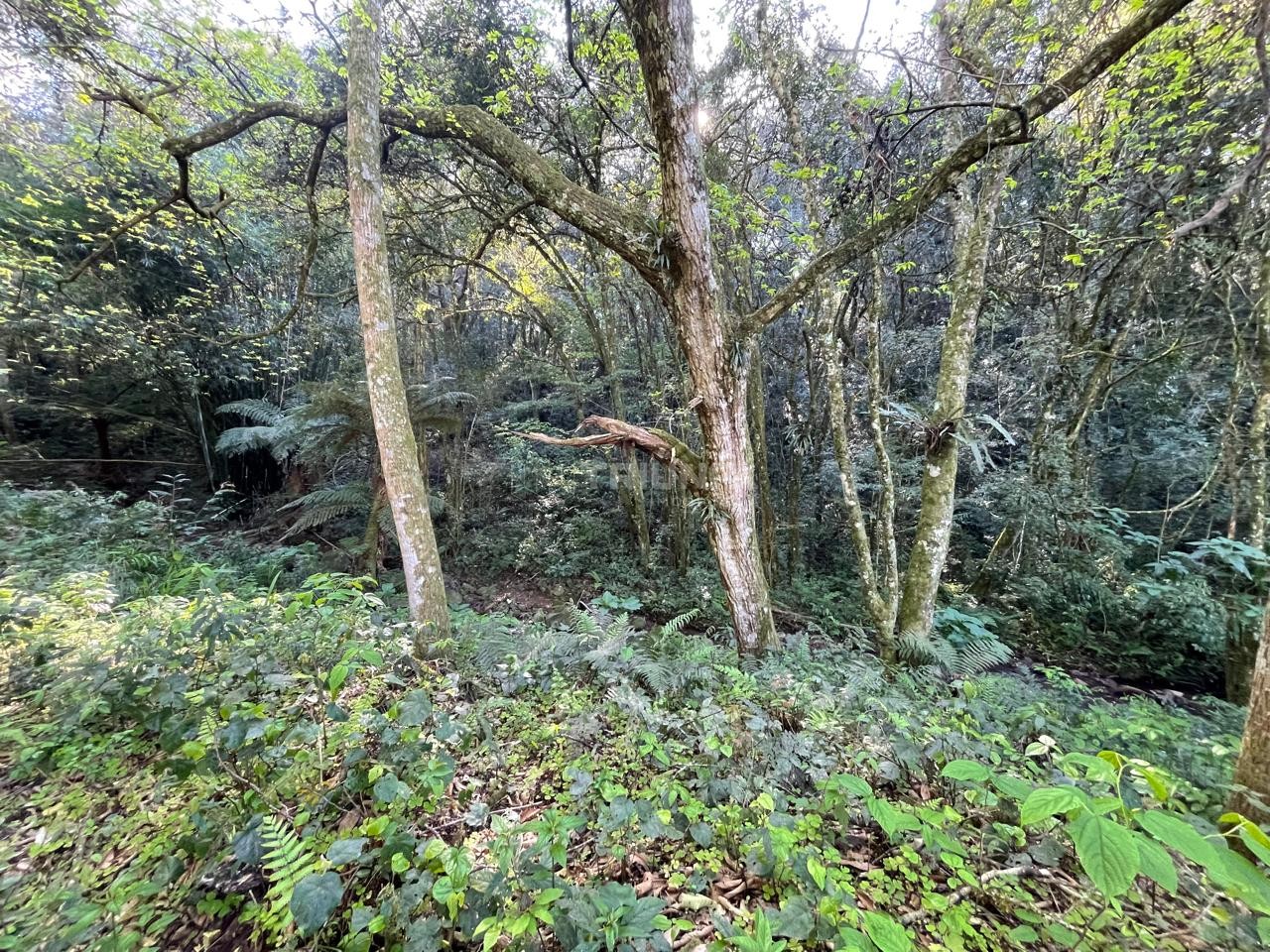 Terreno, à venda, 5.000 m², Linha Silvestrin - Farroupilha — foto 3
