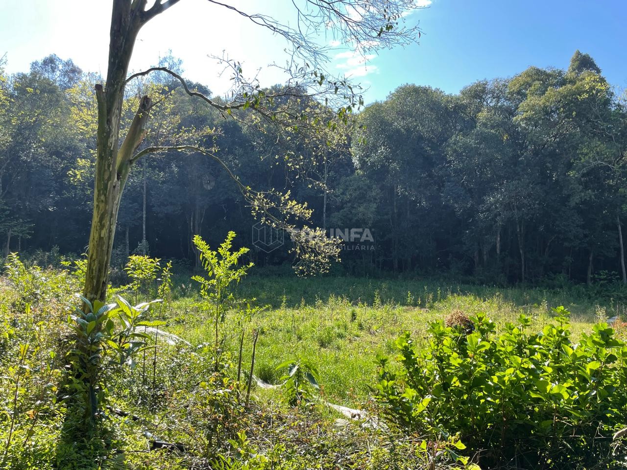 Terreno, à venda, 5.000 m², Linha Silvestrin - Farroupilha — foto 5
