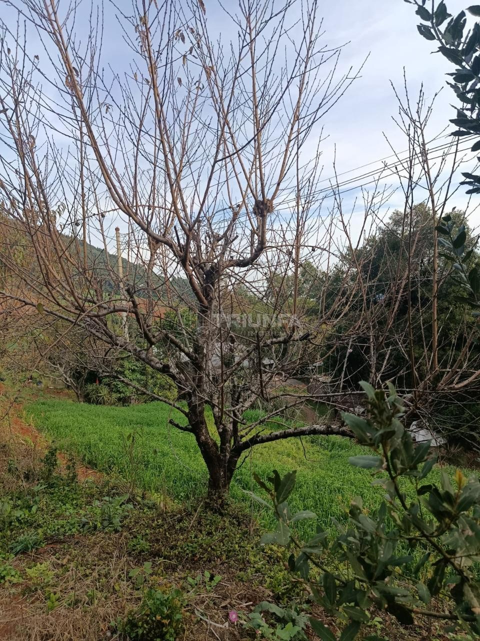 Terreno, à venda, 2.400 m², Alta Feliz - Alto Feliz — foto 5